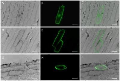 Overexpression of vacuolar H+-pyrophosphatase from a recretohalophyte Reaumuria trigyna enhances vegetative growth and salt tolerance in transgenic Arabidopsis thaliana